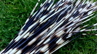 Porcupine quils ystervarkpenne ystervark penne
