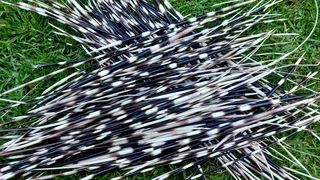 Porcupine quils ystervarkpenne ystervark penne