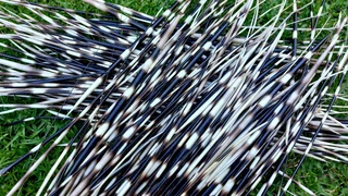 Porcupine quils ystervarkpenne ystervark penne