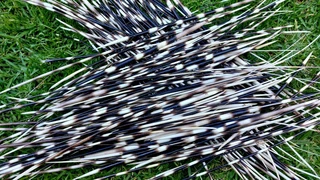 Porcupine quils ystervarkpenne ystervark penne