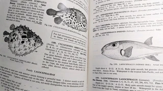 Vintage antique book guide Sea Fishes of Southern Africa 1965 hard-cover