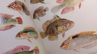 Vintage antique book guide Sea Fishes of Southern Africa 1965 hard-cover