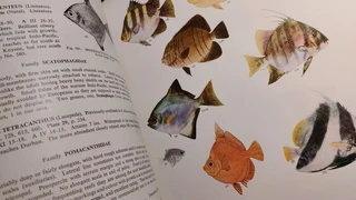 Vintage antique book guide Sea Fishes of Southern Africa 1965 hard-cover