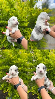Australian Shepherd x Border Collie