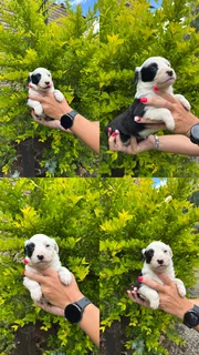 Australian Shepherd x Border Collie