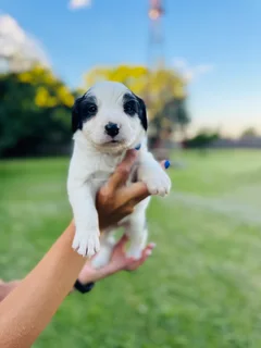 Australian Shepard x Border Collies