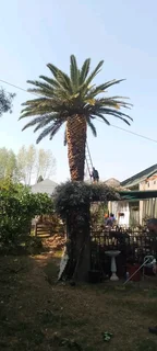 Am Isaac am seeking job&#39;s as tree feller