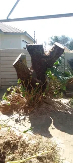 Am Isaac am seeking job&#39;s as tree feller