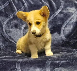 Exceptional Corgi puppy available