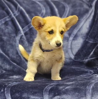 Exceptional Corgi puppy available