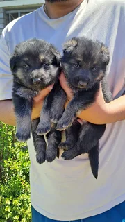Germansheperd puppies