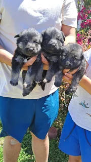 Germansheperd puppies