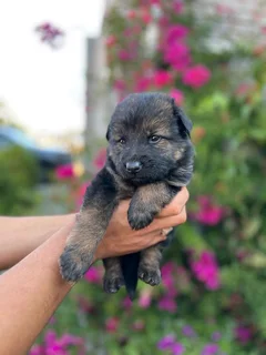 Germansheperd puppies