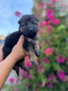 Germansheperd puppies