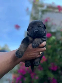 Germansheperd puppies