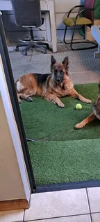 Germansheperd puppies