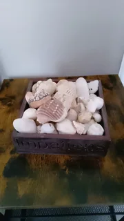 Assortment of Shells