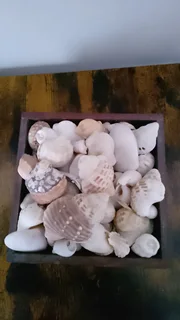 Assortment of Shells
