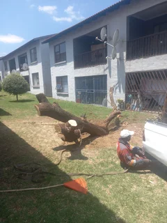 Ct Tree Felling And Junk Removal Call Walter 060 300 4937