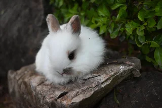 Quality Jersey wooly Rabbits