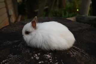 Quality Jersey wooly Rabbits