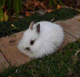 Jersey wooly bunnies
