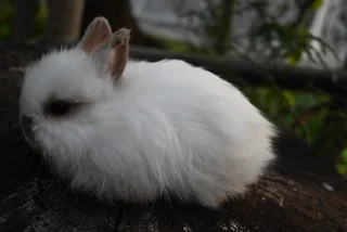 Jersey wooly bunnies