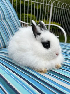 Jersey wooly Bunny male