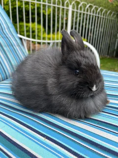 Jersey wooly Bunny male