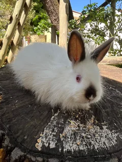 Jersey wooly Bunny male