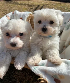 Maltese poodle