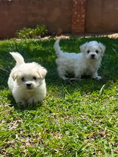 Maltese poodle