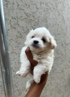 Maltese poodle