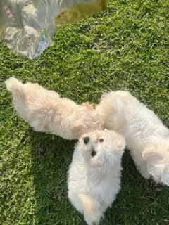 Maltese puppies