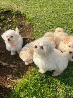 Maltese puppies