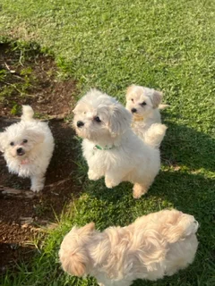 Maltese puppies