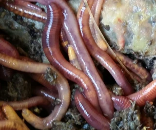 Red wriggler earthworms