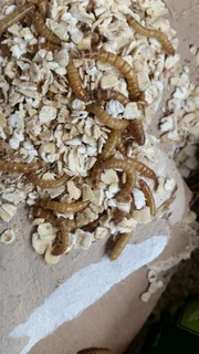 Meal worms for sale