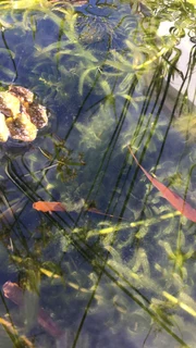 Orange swordtails tropical fish