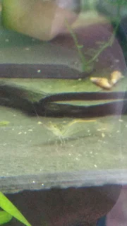 Aquatic fresh water shrimp