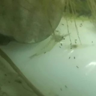 Aquatic fresh water shrimp