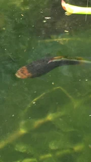 Tropical Black Mollie Fish