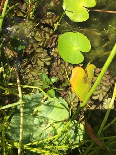 Aquarium Aquatic Plants cuttings