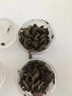 Black soldier fly larva