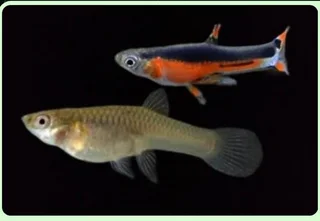 Sante Maria (pure strain) Endler guppies