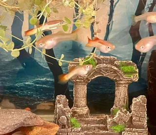 Sunset Guppies (Pure strain)