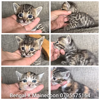 Bengal X Mainecoon Kittens
