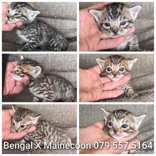 Bengal X Mainecoon Kittens