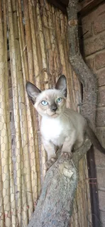 Male kitten available