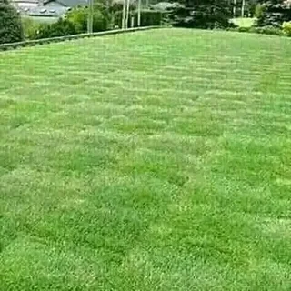 NATURAL ROLL LAWN GRASS INSTALLATION AT AFFORDABLE COST FREE QUOTATION